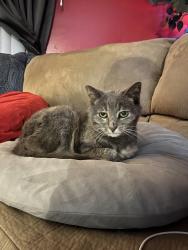 Lost Female Cat last seen 6th avenue 16602 between 3rd and 4th street, Altoona, PA 16602