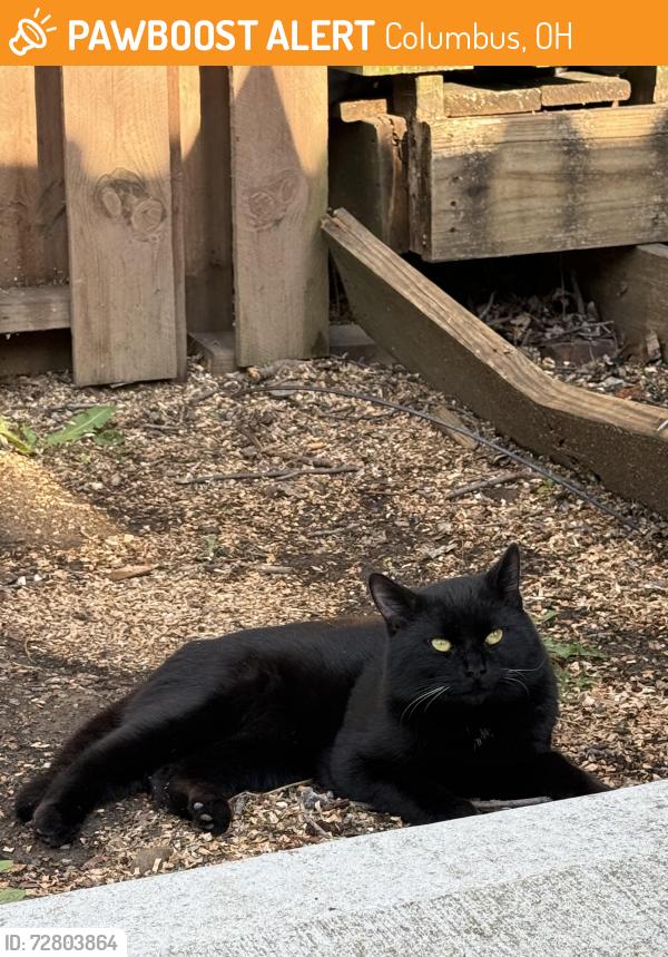Found/Stray Male Cat last seen Near Clark pl and Dennison st Columbus Ohio, Columbus, OH 43201