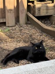 Found/Stray Male Cat last seen Near Clark pl and Dennison st Columbus Ohio , Columbus, OH 43201