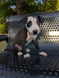 Found/Stray Male Dog last seen Oak Haven Park, Macon, GA 31204