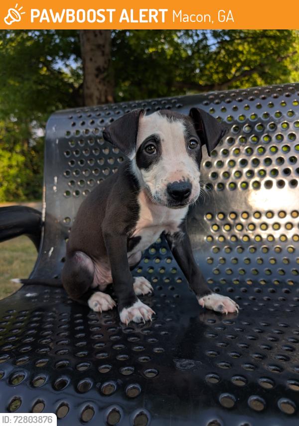 Found/Stray Male Dog last seen Oak Haven Park, Macon, GA 31204