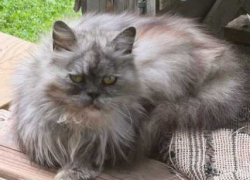 Found/Stray Female Cat last seen Harrah and Pecan, Cleveland County, OK 74857