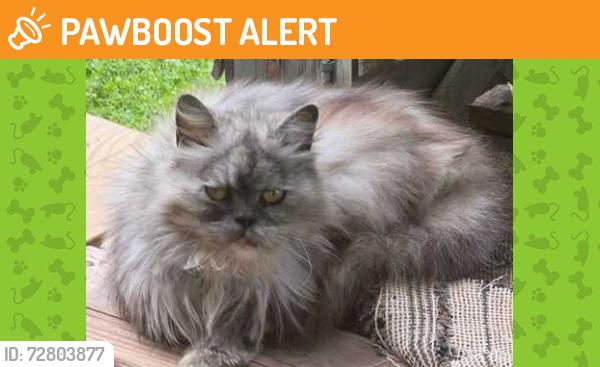 Found/Stray Female Cat last seen Harrah and Pecan, Cleveland County, OK 74857