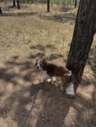 Lost Male Dog last seen Black Forest regional park, Black Forest, CO 80908