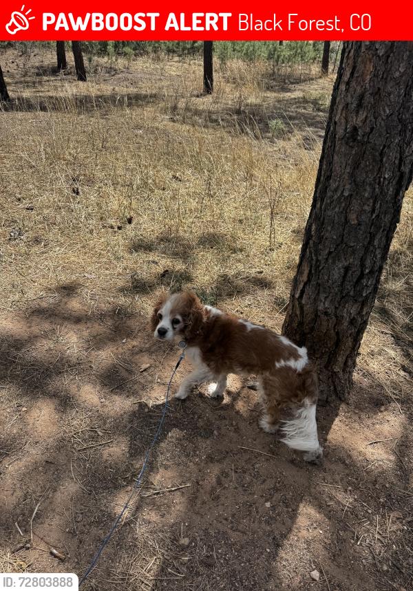Lost Male Dog last seen Black Forest regional park, Black Forest, CO 80908