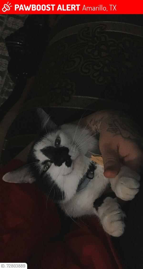 Lost Male Cat last seen Nw 9th Ave, Amarillo, TX 79106