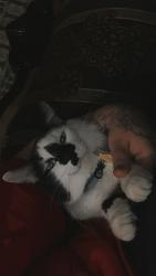 Lost Male Cat last seen Nw 9th Ave, Amarillo, TX 79106