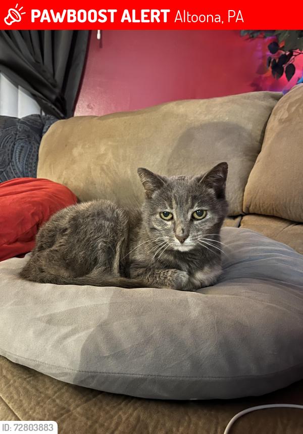 Lost Female Cat last seen 6th avenue between 3rd and 4th street , Altoona, PA 16602