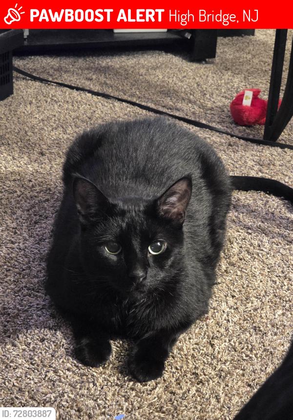 Lost Male Cat last seen Near the park in solitude village high bridge, High Bridge, NJ 08829