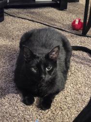Lost Male Cat last seen Near the park in solitude village high bridge, High Bridge, NJ 08829