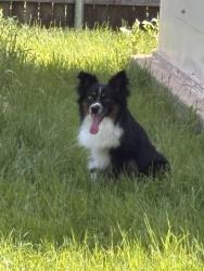 Found/Stray Male Dog last seen By a shopping center, San Angelo, TX 76904