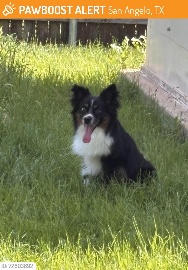 Found/Stray Male Dog last seen By a shopping center, San Angelo, TX 76904