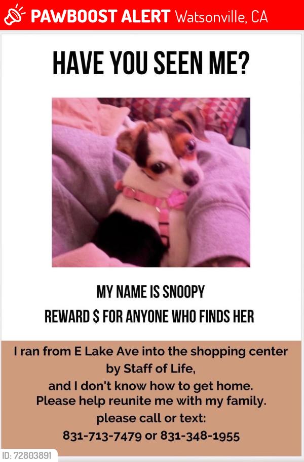 Lost Female Dog last seen Elks lodge an east lake shopping center, Watsonville, CA 95076