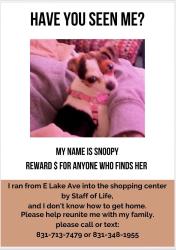 Lost Female Dog last seen Elks lodge an east lake shopping center , Watsonville, CA 95076