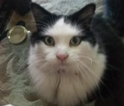Lost Male Cat last seen Near Winchester Avenue and Murray municipal golf course, Murray, UT 84123