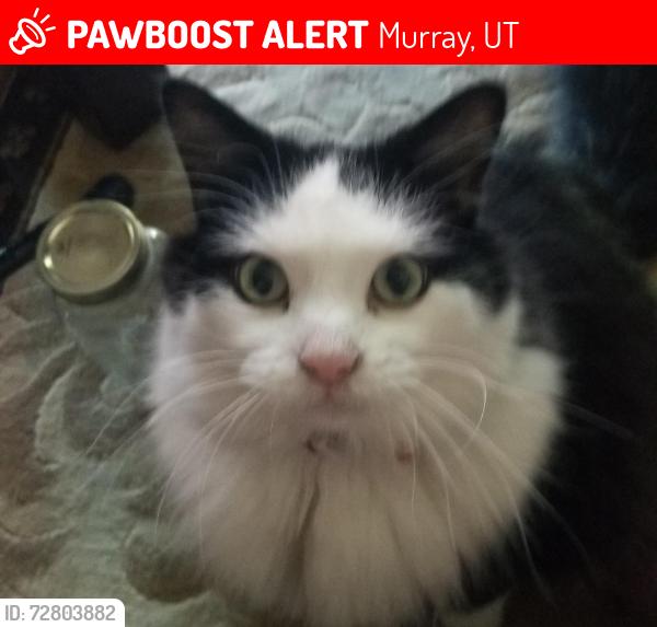 Lost Male Cat last seen Near Winchester Avenue and Murray municipal golf course, Murray, UT 84123