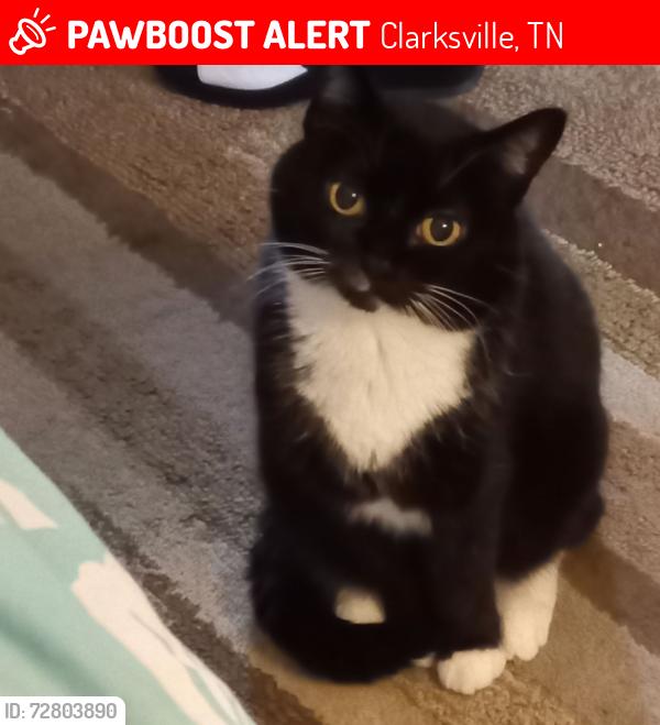 Lost Female Cat last seen Old Ashland City Rd, Clarksville, TN 37043