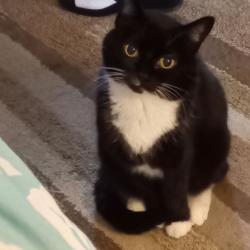 Lost Female Cat last seen Old Ashland City Rd, Clarksville, TN 37043