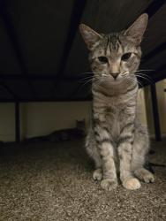 Lost Female Cat last seen San Mateo & Montgomery, Albuquerque, NM 87109