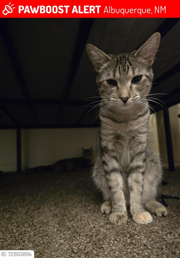 Lost Female Cat last seen San Mateo & Montgomery, Albuquerque, NM 87109