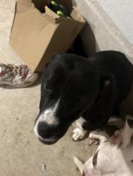 Shelter Stray Female Dog last seen , San Antonio, TX 78227
