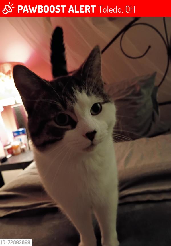 Lost Male Cat last seen Laskey , Toledo, OH 43613