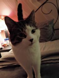 Lost Male Cat last seen Laskey , Toledo, OH 43613