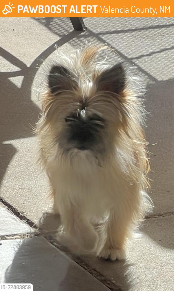 Found/Stray Unknown Dog last seen Valencia High School, Valencia County, NM 87060