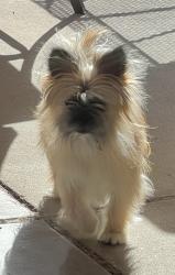 Found/Stray Unknown Dog last seen Valencia High School, Valencia County, NM 87060