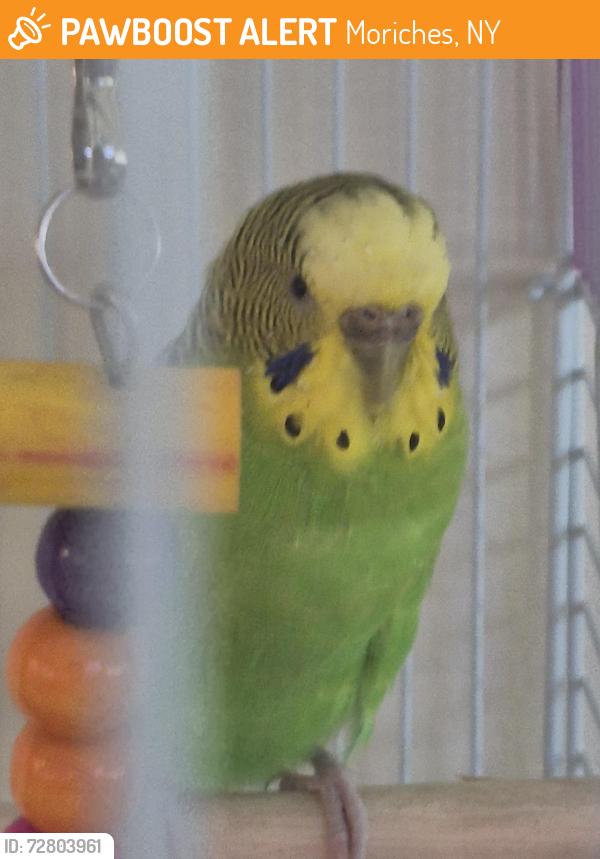 Found/Stray Unknown Bird last seen Waterways , Moriches, NY 11955