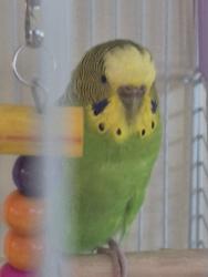 Found/Stray Unknown Bird last seen Waterways , Moriches, NY 11955