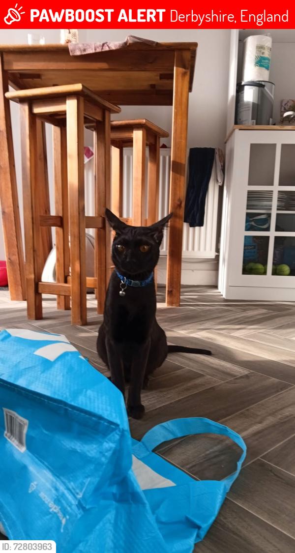 Lost Male Cat last seen Boulton Moor, Derbyshire, England 