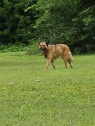 Found/Stray Male Dog last seen College Oaks Dr. and Valley View Dr., Arlington, TX 76010