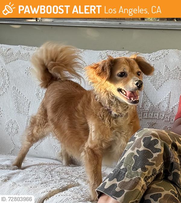 Found/Stray Male Dog last seen Echo park and avalon, Los Angeles, CA 90026