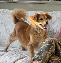 Found/Stray Male Dog last seen Echo park and avalon, Los Angeles, CA 90026