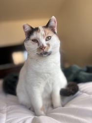 Lost Female Cat last seen Darnell charter school, San Diego, CA 92115