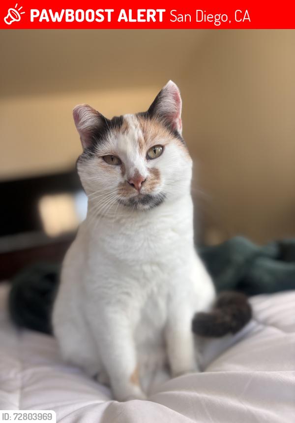 Lost Female Cat last seen Darnell charter school, San Diego, CA 92115