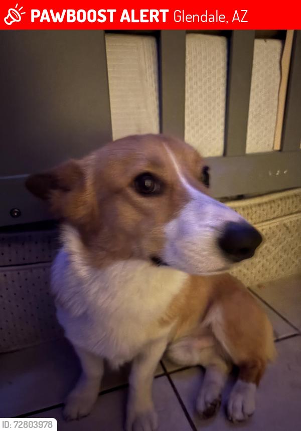 Lost Male Dog last seen 75th camelback, Glendale, AZ 85303