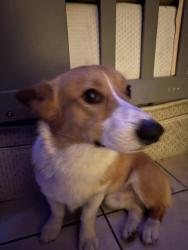 Lost Male Dog last seen 75th camelback, Glendale, AZ 85303