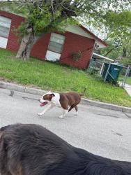 Found/Stray Male Dog last seen Old spanish trail, live oak, TX, Live Oak, TX 78233