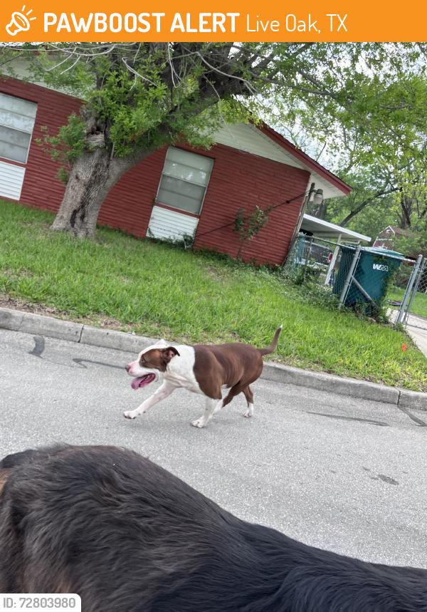 Found/Stray Male Dog last seen Old spanish trail, live oak, TX, Live Oak, TX 78233