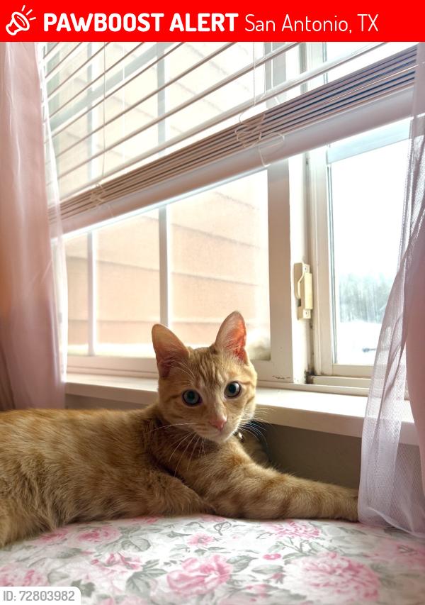 Lost Female Cat last seen Utsa bloulevard, San Antonio, TX 78249