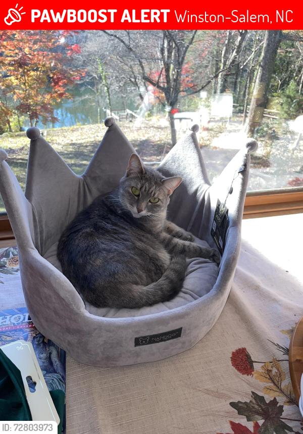 Lost Female Cat last seen Waterford Road and Loch Street, Winston-Salem, NC 27106