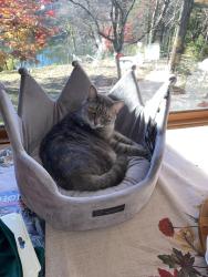 Lost Female Cat last seen Waterford Road and Loch Street, Winston-Salem, NC 27106