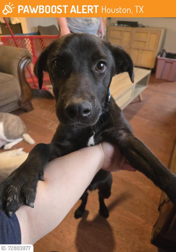 Found/Stray Male Dog last seen Conley Street, Houston, TX 77021