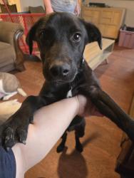 Found/Stray Male Dog last seen Conley Street, Houston, TX 77021