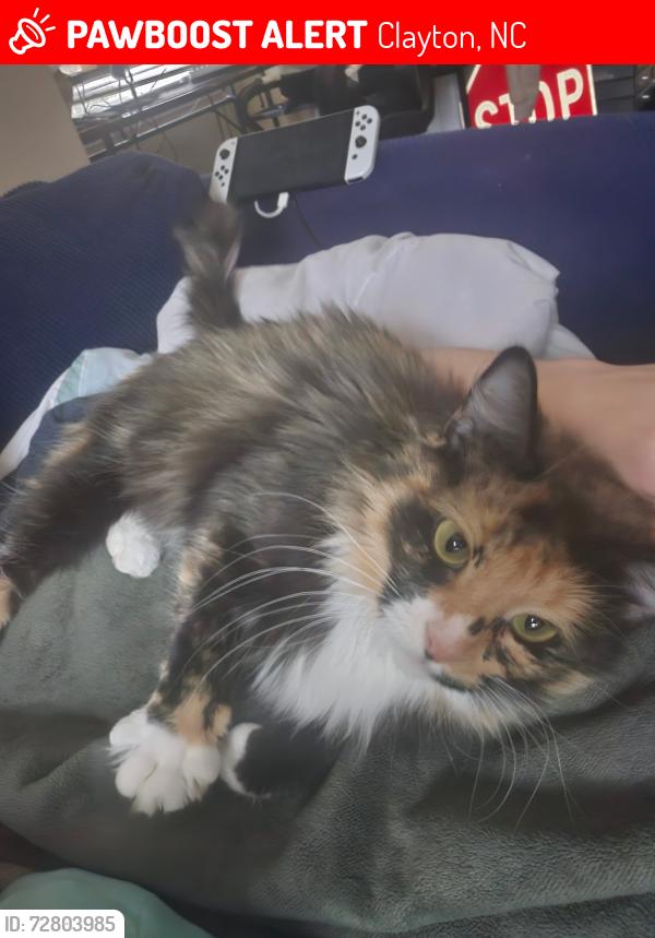 Lost Female Cat last seen Near Charleston Drive, Clayton, Clayton, NC 27527