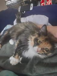 Lost Female Cat last seen Near Charleston Drive, Clayton, Clayton, NC 27527