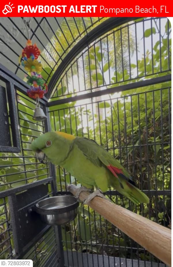Lost Male Bird last seen Federal Hwy and 10th street in pompano, closer to LAFitness, Pompano Beach, FL 33062