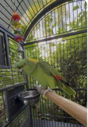 Lost Male Bird last seen Federal Hwy and 10th street in pompano, closer to LAFitness, Pompano Beach, FL 33062